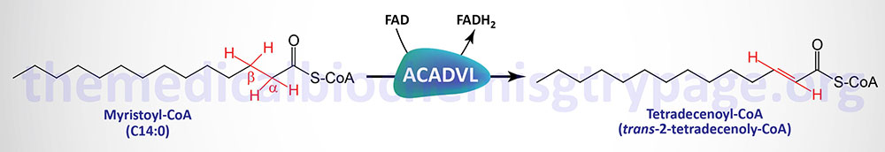 Reaction catalyzed by very long-chain acyl-CoA dehydrogenase (VLCAD)