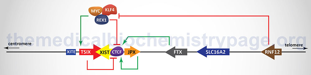 diagram of the X inactivation center, XIC