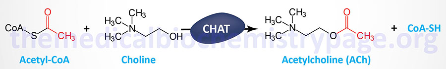 Synthesis of acetylcholine