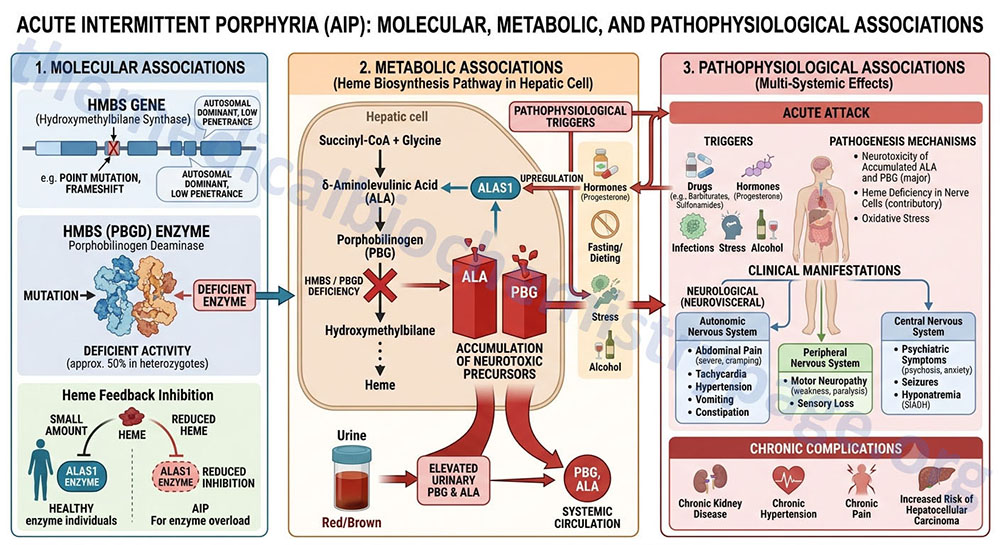 overview of the molecular, metabolic, and pathophysiological associations of acute intermittent porphyria, AIP overview of the molecular, metabolic, and pathophysiological associations of acute intermittent porphyria, AIP