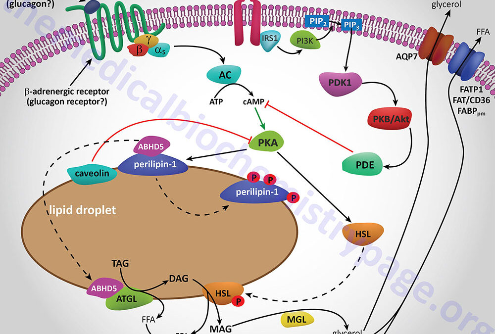 Lipolysis and the Oxidation of Fatty Acids