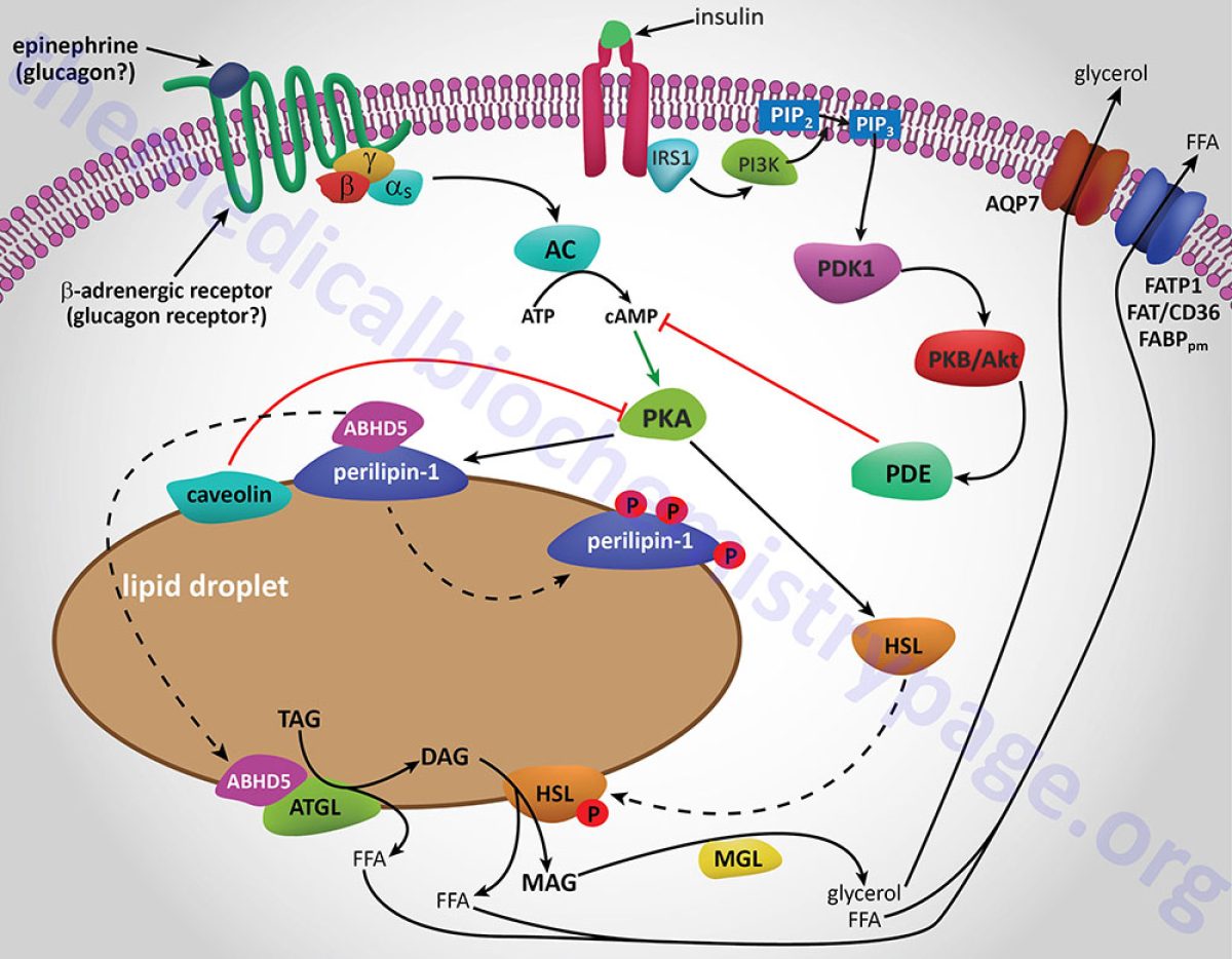 aod9604 mechanism lipolysis Fatty Acid Oxidation and Ketone Bodies Injectables
