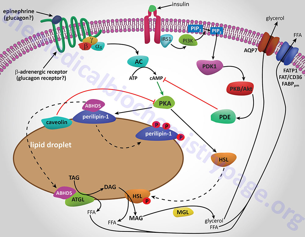 Hormone-mediated regulation of adipocyte lipolysis