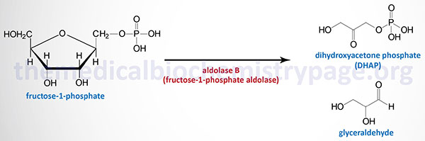 aldolase B reaction