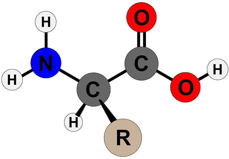 Biochemical Properties of Amino Acids