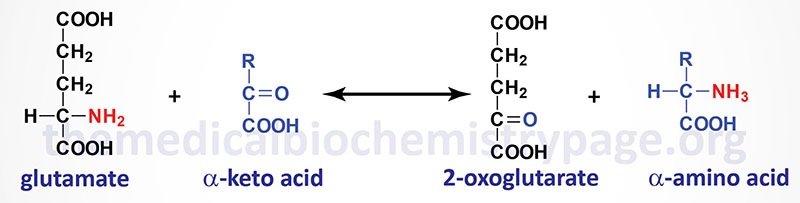 representative aminotransferase reaction