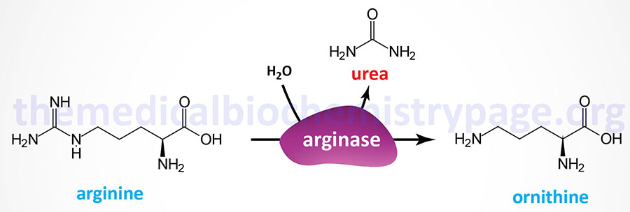 Arginase Deficiency