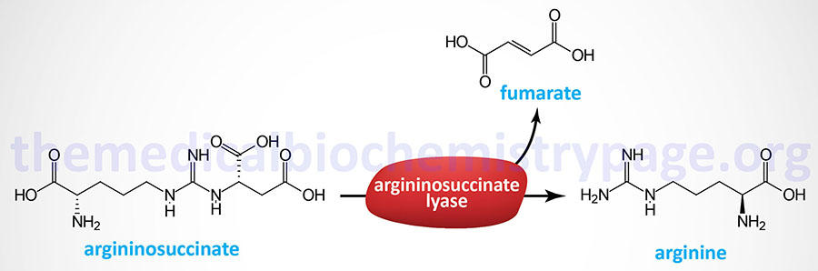 Argininosuccinate Lyase (AL) Deficiency