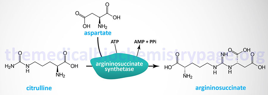 reaction catalyzed by the urea cycle enzyme argininosuccinate synthetase