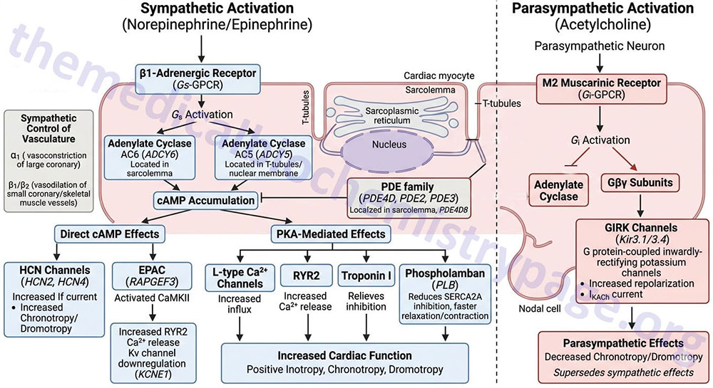 overview of the autonomic nervous system control of cardiac muscle activity