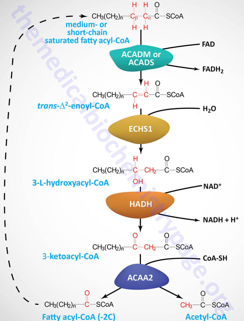 beta oxidation pathway medium and short chain fatty acids