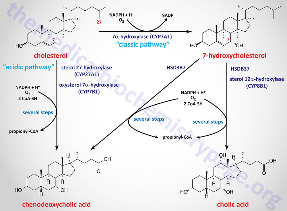 Synthesis of the two primary bile acids, cholic acid (CA) and chenodeoxycholic acid (CDCA)