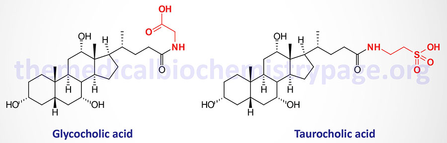 Structure of the conjugated cholic acids