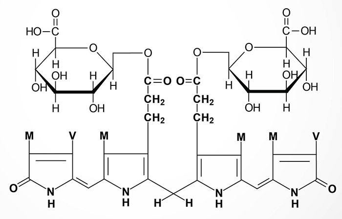 Structure of bilirubin diglucuronide