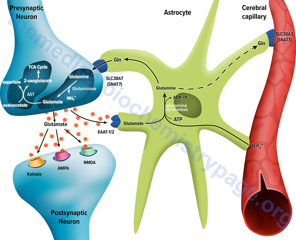 brain glutamate glutamine cycle