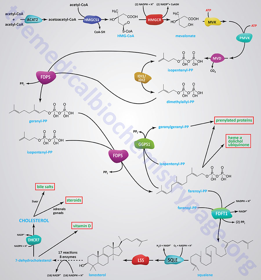 Pathway of cholesterol synthesis