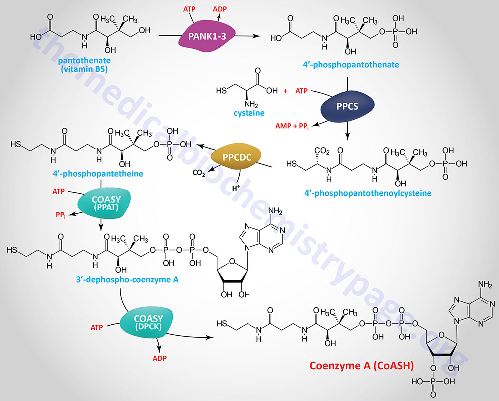 pathway for the synthesis of coenzyme A in humans