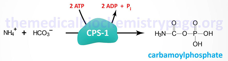 Reaction catalyzed by carbamoyl phosphate synthetase 1 (CPS1)