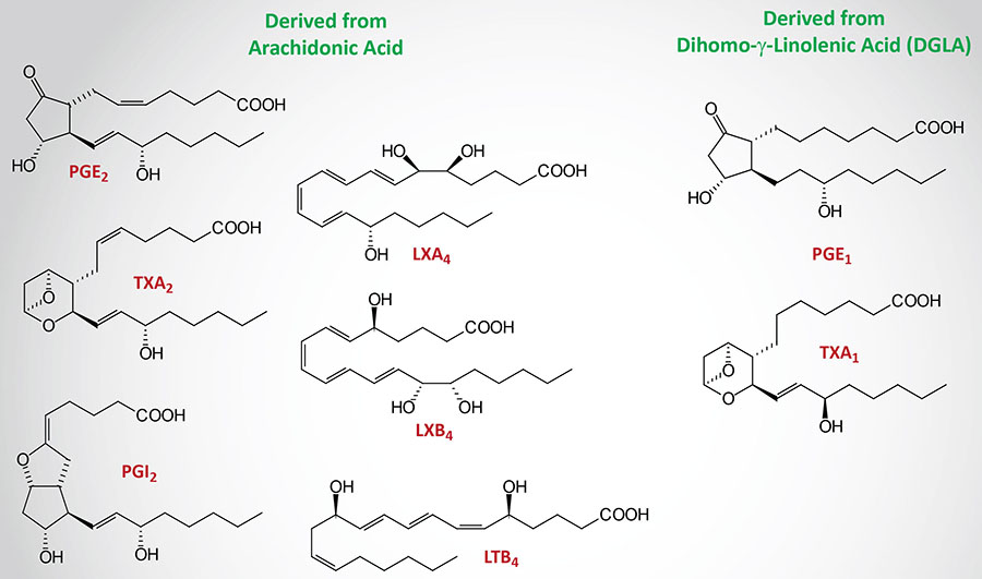 eicosanoids from arachidonic acid and DGLA