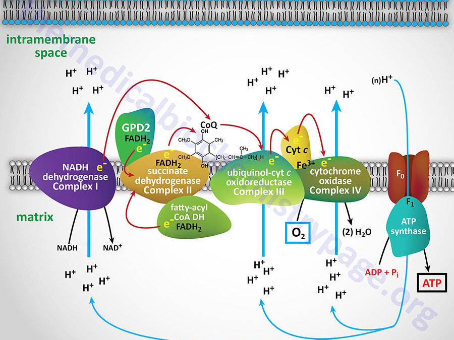 Oxidative Phosphorylation and Related Mitochondrial Functions
