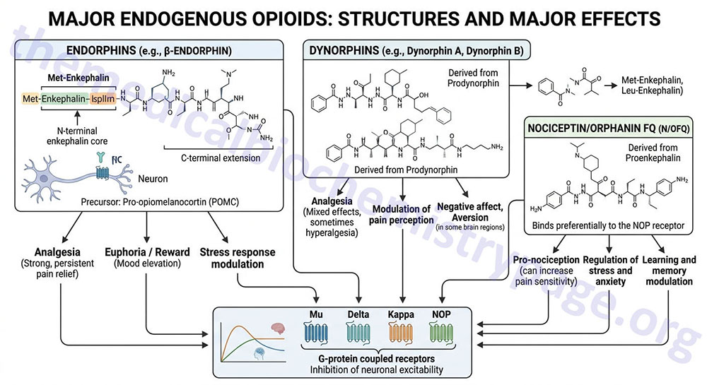 endogenous opioids and their functions