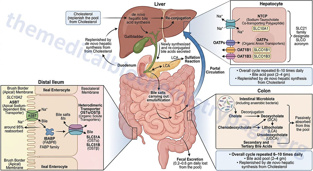 overview of the processes encompassing enterohepatic circulation of bile salts
