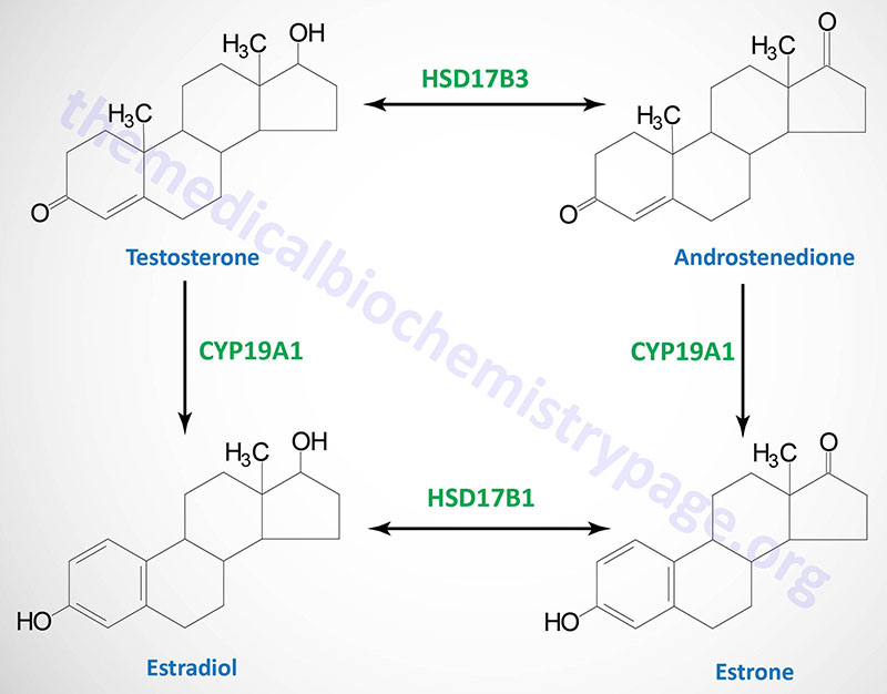 Synthesis of the major female sex hormones in the ovary