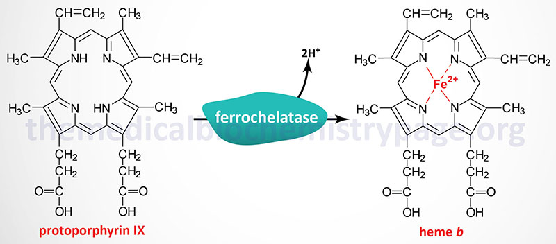 ferrochelatase reaction