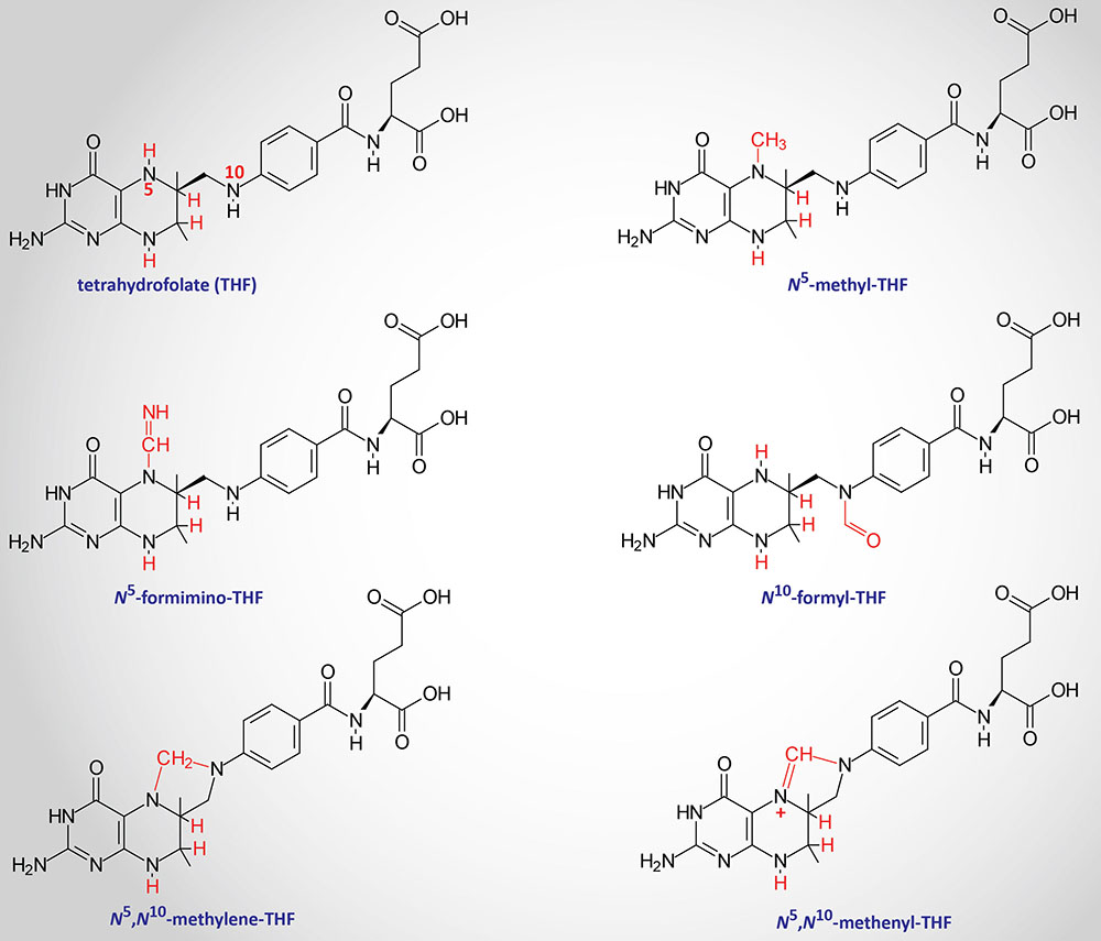 structures of the various tetrahydrofolate (THF) derivatives