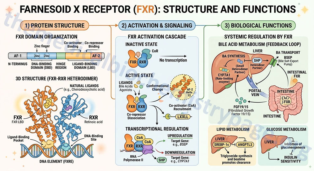 overview of the structure and function of the farnesoid X receptors, FXR overview of the structure and function of the farnesoid X receptors, FXR