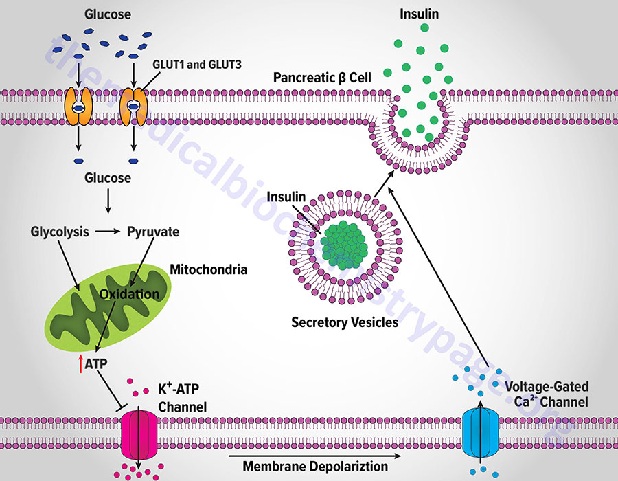 glucose stimulated insulin secretion GSIS