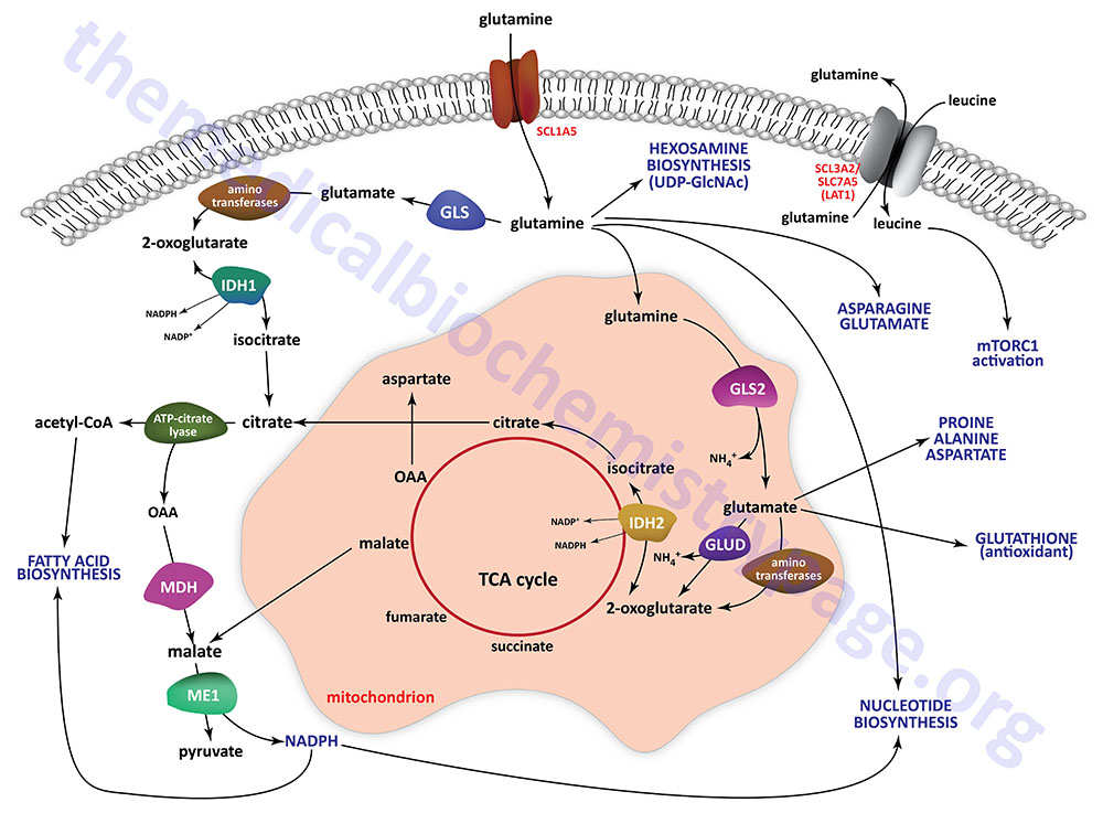 metabolic pathways of glutamine use in cancer and proliferating cells