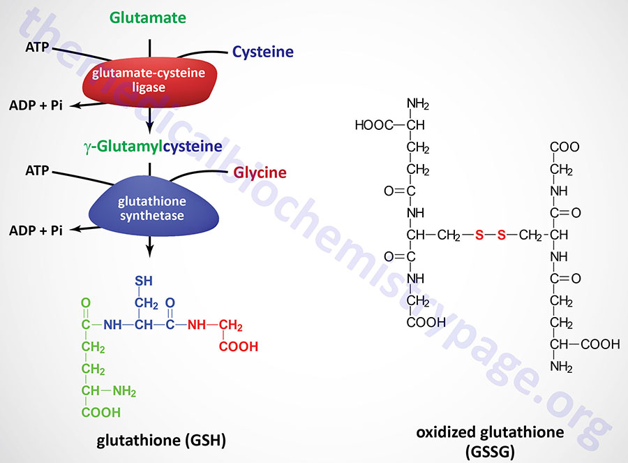 synthesis of glutathione