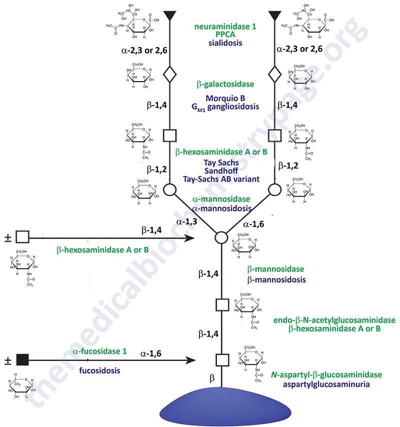 pathways for complex-type glycoprotein degradation and associated diseases