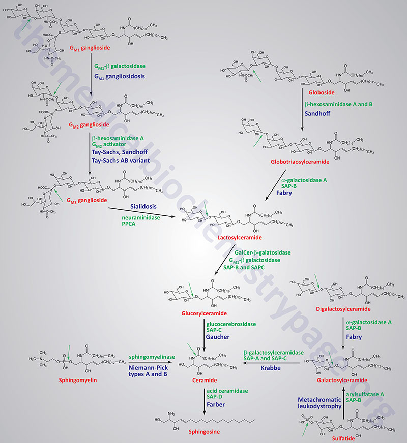 pathways of glycosphingolipid metabolism and associated diseases