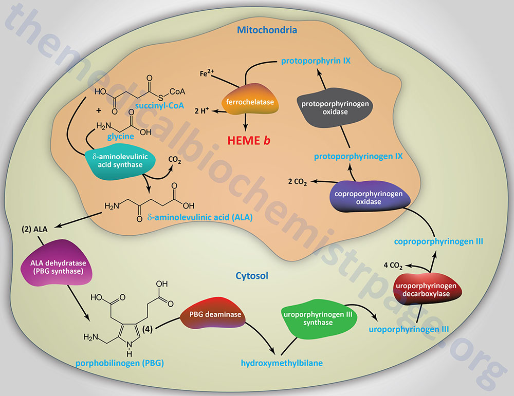 pathway of heme biosynthesis