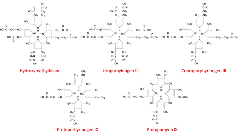heme biosynthesis structures
