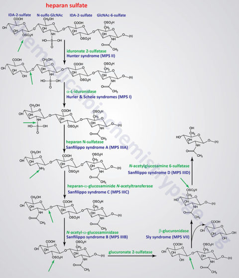 Glce Glycosaminoglycans and Proteoglycans - The Medical Biochemistry Page