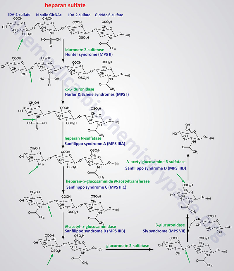 pathways of heparan and heparin sulfate degradation and disease