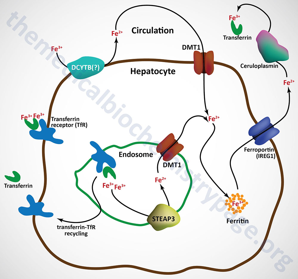 processes of iron uptake, storage, and release relative to hepatocytes of the liver