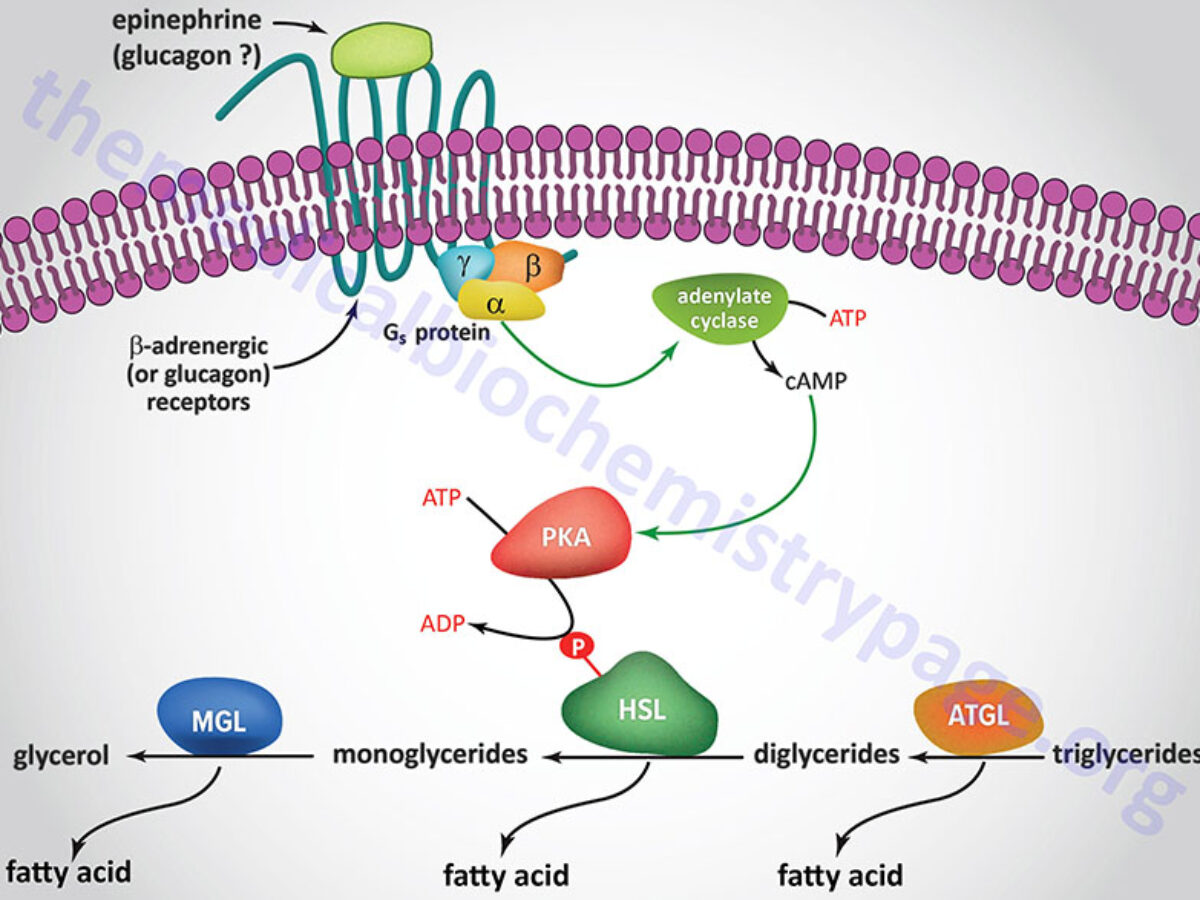 Adrenal gland - Knowledge @ AMBOSS, image size:1200x900