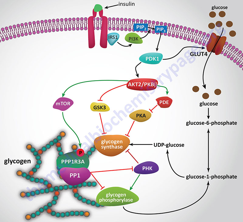 Insulin-mediated control of  glycogen and glucose homeostasis