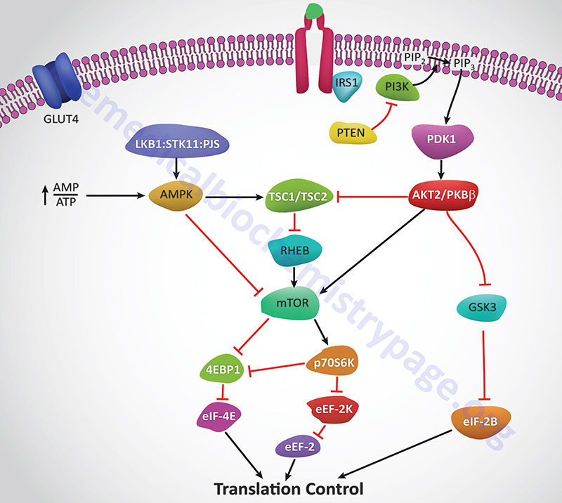 insulin-mediated effects leading to control of translation