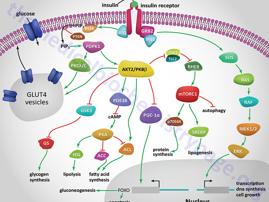 Insulin Function, Insulin Resistance, and Food Intake Control of Secretion