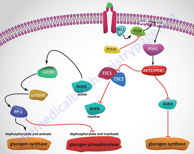 insulin-mediated regulation of glycogen synthase and glycogen phosphorylase