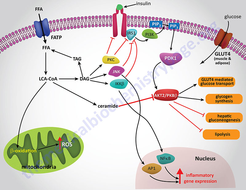 role of fatty acid metabolism in insulin resistance