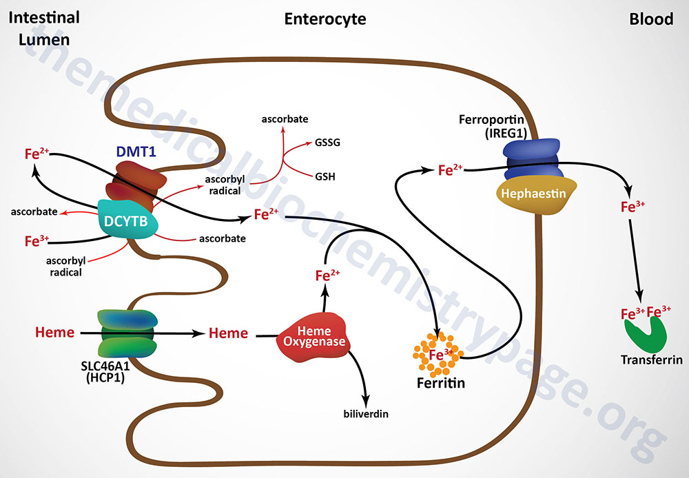 intestinal enterocyte uptake and storage of iron