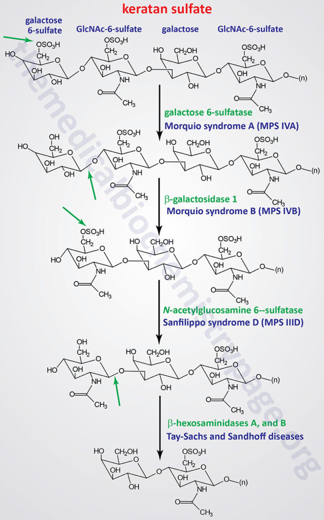 pathways of keratan sulfate degradation and disease