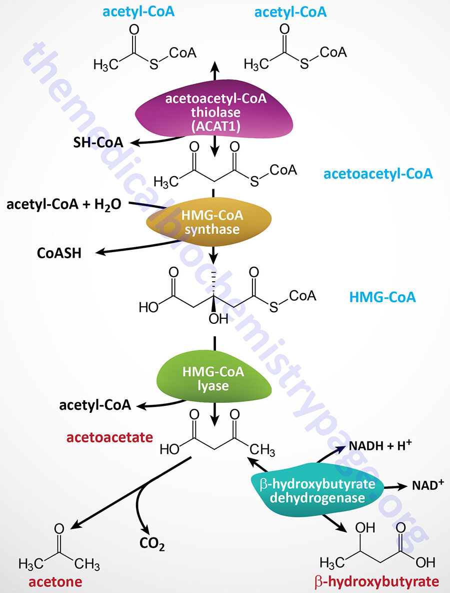 pathway of ketone body synthesis