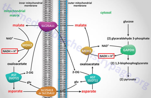 Understanding Glycolysis in Human Metabolism - The Medical Biochemistry ...